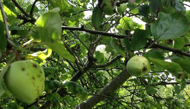 It's crunch time – Apple Day at Platt Fields Park
