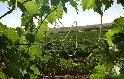 Evuna host five course dinner to toast organic wines from Toledo