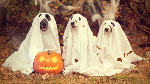 Why Halloween’s going to the dogs – some of this year’s tastiest tricks and treats