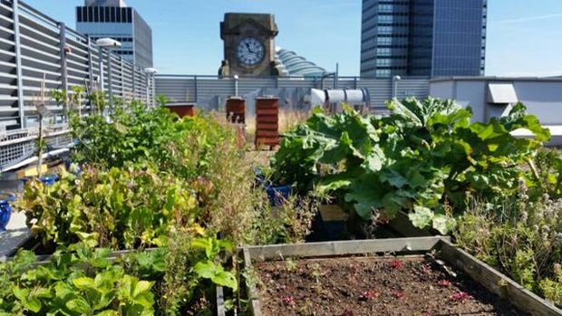 FORGET FOOD MILES AND WIN LOCAL VEG BAGS FROM THE CITY'S HIGHEST GARDEN