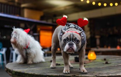 Our Valentine’s Day round-up – definitely not just about heavy petting!