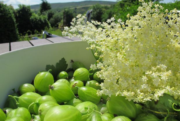 Super chef Rogan stars in Manchester's Urban Gardening Extravaganza