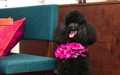 PERU PERDU ARE SERVING DOG-FRIENDLY ROASTS THIS WEEKEND
