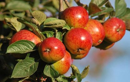 Rosy scenario for cider lovers at this year’s major CAMRA beer festival