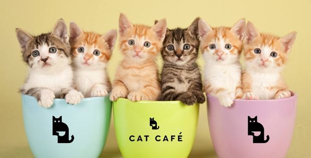 Have you Purred the news? Manchester's first Cat Cafe set to open in NQ