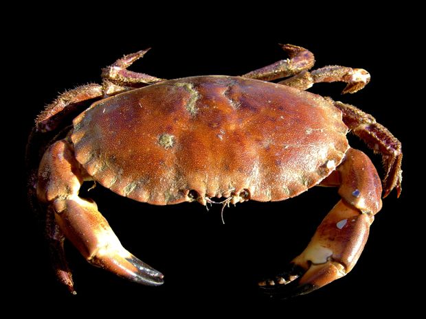 Unholy crab ale? Seafood and ice cream in the mix for MCR Beer Week