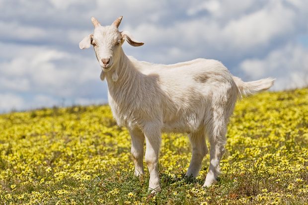 Get your goat at Koffee Pot’s MFDF special Goatober event 