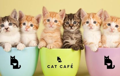 Have you Purred the news? Manchester's first Cat Cafe set to open in NQ
