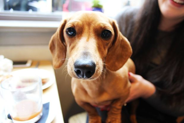 Dachshund Cafe at Yard and Coop – walkies but no walk-ins