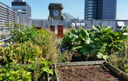 FORGET FOOD MILES AND WIN LOCAL VEG BAGS FROM THE CITY'S HIGHEST GARDEN