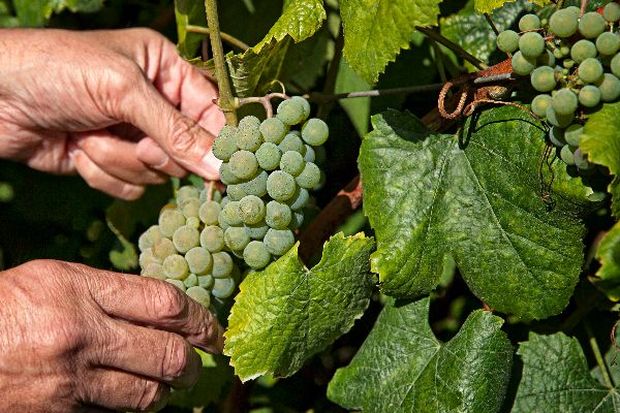 Iberica celebrates the wine and food of Galicia