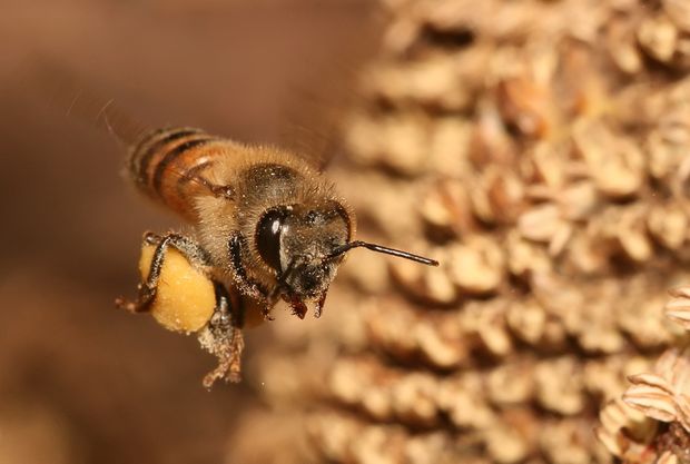 Our A to Bee of winter swarmers – but the beekeepers have the Braggot rights!