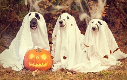 Why Halloween’s going to the dogs – some of this year’s tastiest tricks and treats