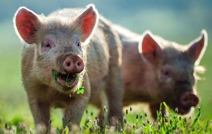 Manchester's Woodall’s Charcuterie Wins Coveted Good Pig Award