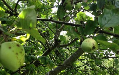 It's crunch time – Apple Day at Platt Fields Park