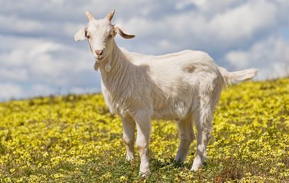 Get your goat at Koffee Pot’s MFDF special Goatober event 