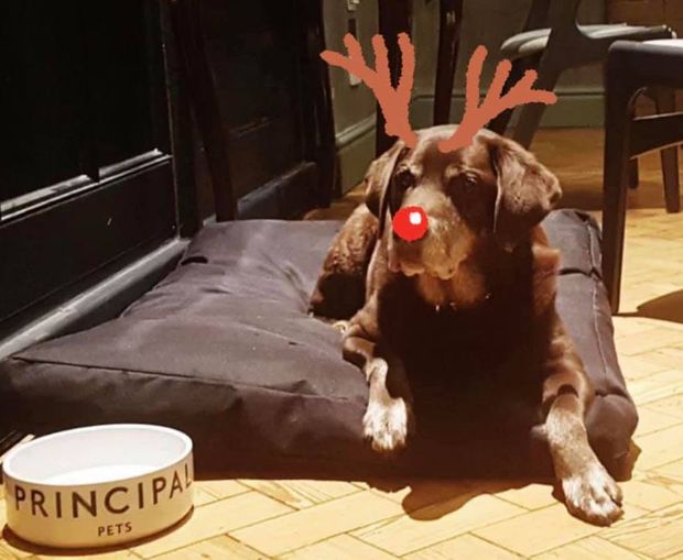 IT’S A DOG’S XMAS – REFUGE’S REIN-DOG AND HATCH’S SANTA PAWS 