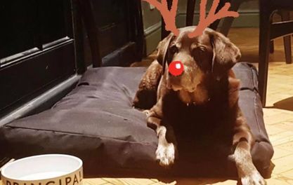 IT’S A DOG’S XMAS – REFUGE’S REIN-DOG AND HATCH’S SANTA PAWS 
